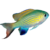 Chromis - Vanderbilt