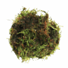 Moss