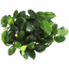Freshwater Plant