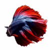 Betta
