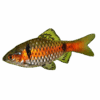 Barb