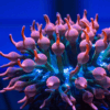Anemone