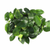Anubias