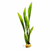 Echinodorus - Sword