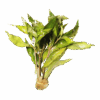Hygrophila