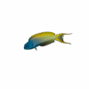 Blenny