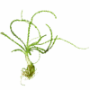 African Onion Plant