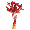 Alternanthera