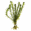 Anacharis