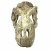 Komodo Realistic Decor