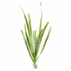 Vallisneria