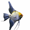 Angelfish