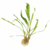 Cryptocoryne - Crypt