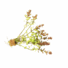 Bacopa