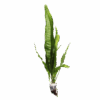 Java Fern - Microsorum