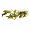 Hornwort